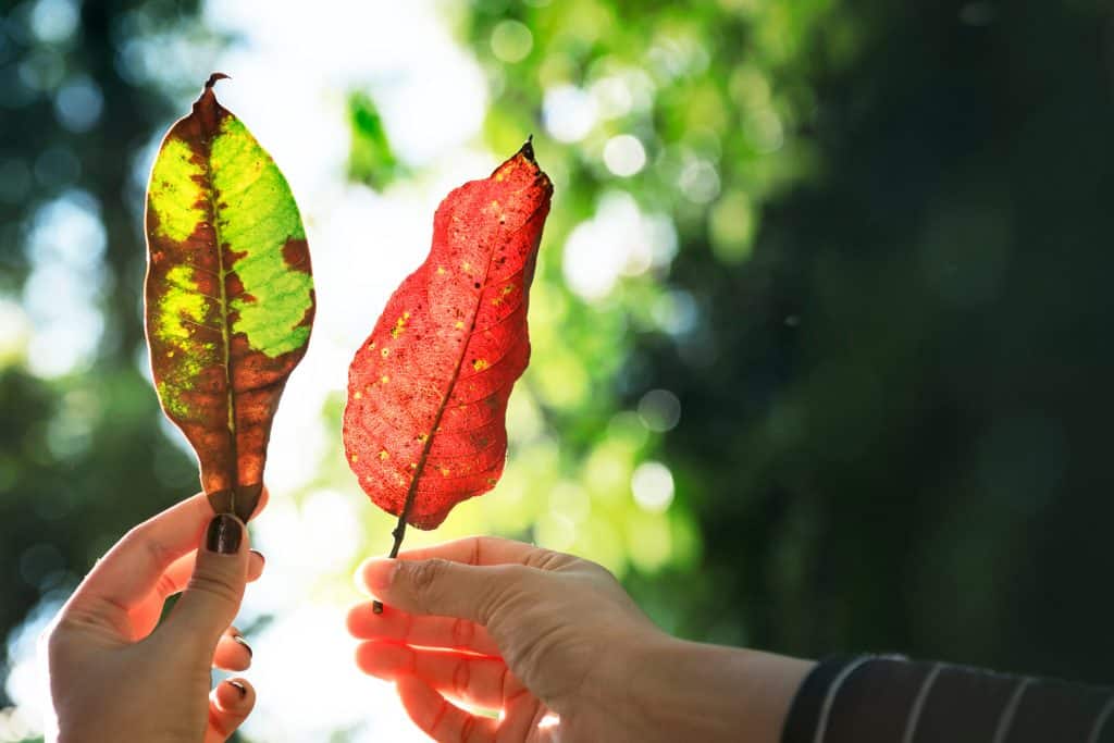 seasonal
